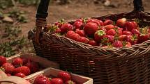 Zhruba o deset dní později než loni si mohli lidé natrhat první jahody na plantážích na Brněnsku. 