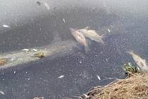 Již podruhé za půl roku lidé z brněnských Tuřan nacházejí v Holáseckých jezerech mrtvé ryby. Zatímco loni v červenci mohlo za úhyn ryb znečištění přírodního původu, nyní se do vody dostaly fekálie.