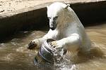 Pracovníci zoo zpestřili den ledním medvědům takzvaným enrichmentem.