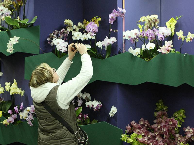 Stovky orchidejí i několik druhů tropických motýlů si zájemci prohlédnou v březnu v Botanické zahradě a arboretu Mendelovy univerzity v Brně.