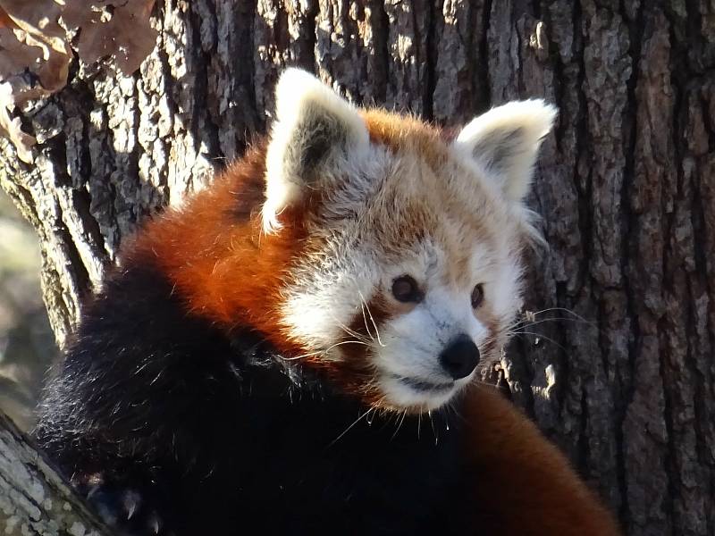 Procházka Zoo Brno může být příjemná i v zimních měsících. na snímku je panda červená.