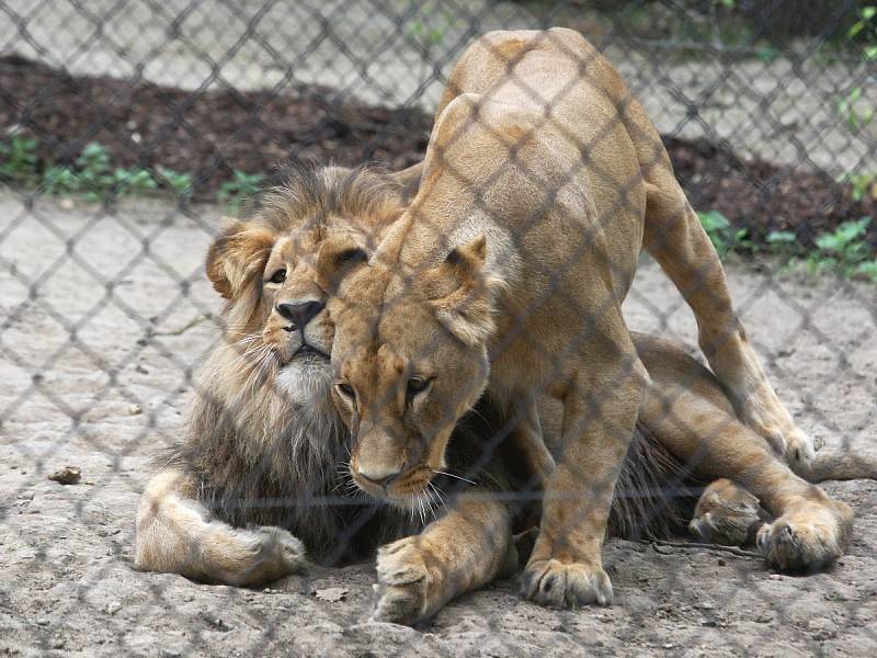 Zásnuby nových lvů v Brně? Seznamování Lolka a Kivu v brněnské zoo dopadlo podle chovatelů úspěšně. 