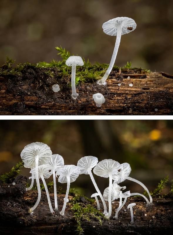 Na podzim lze najít v lesích v Mikroregionu Kahan na Brněnsku spoustu zajímavých hub. Na snímku je žebernatka maličká.