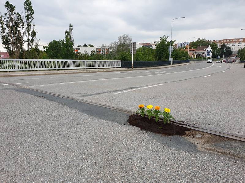 Hnutí Královopolští patrioti upozornili na díru v brněnské Křižíkově ulici svérázným způsobem. Nasadili do ní květiny.