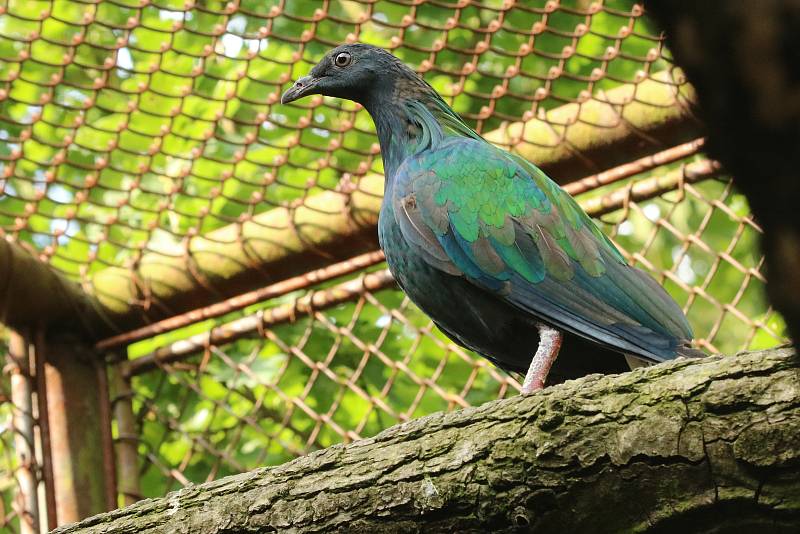 Holub nikobarský z brněnské zoo.