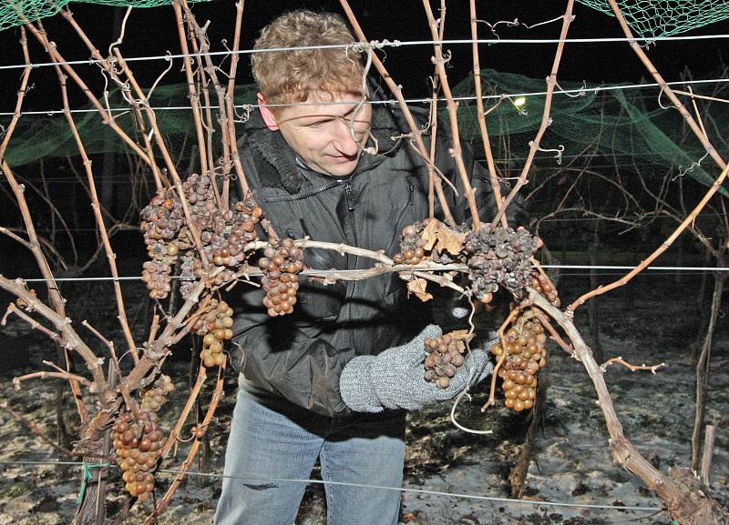 V půl sedmé ráno na Silvestra začali sbírat hrozny pro ledové víno v Bohumilicích na Břeclavsku.