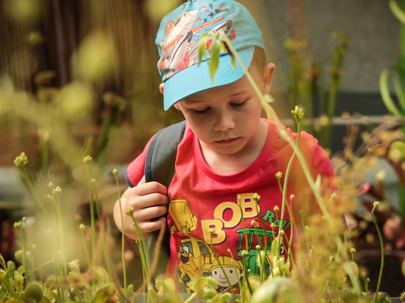 Prodejní výstava masožravých rostlin začala v Botanické zahradě brněnské Masarykovy univerzity.