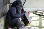 Šimpanzí samec Fáben oslavil v brněnské zoo své šestatřicáté narozeniny. O dárky se podělil s Ginou a Mary.