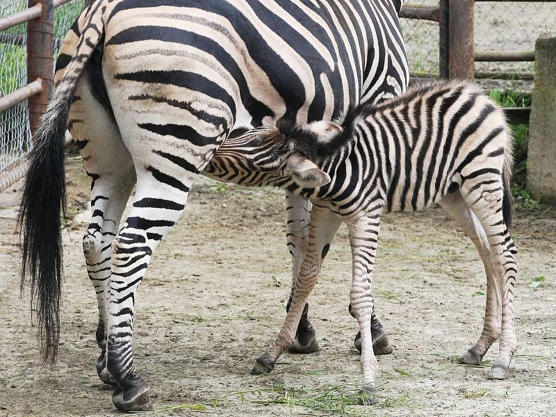 O další mládě se v neděli rozrostla expozice Safari. Narodil se tam samec zebry Chapmannovy. 