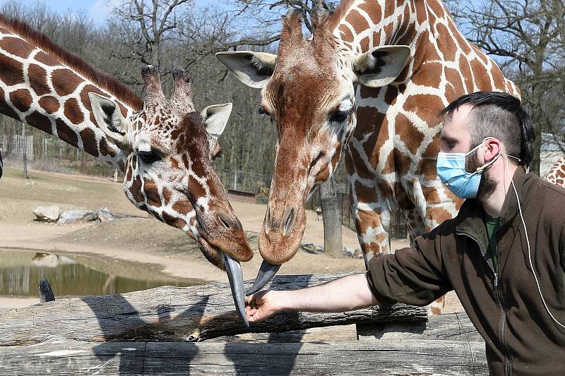 Brno 4.4.2020 - komentované krmení žiraf síťovaných v brněnské zoologické zahradě