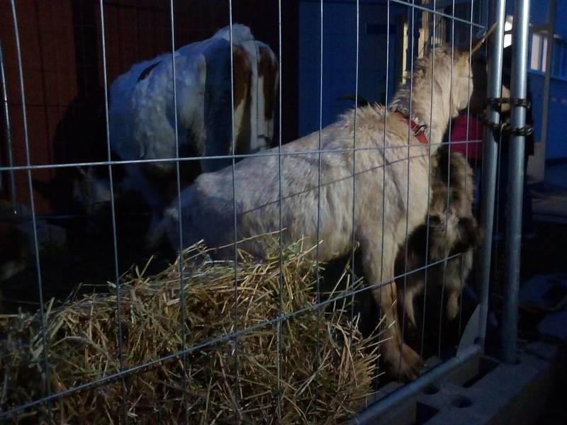 Zvířata čekají v provizorní ohrádce na vystoupení