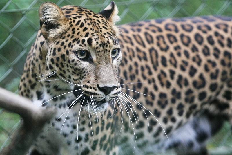 Levhart cejlonský v brněnské zoo.