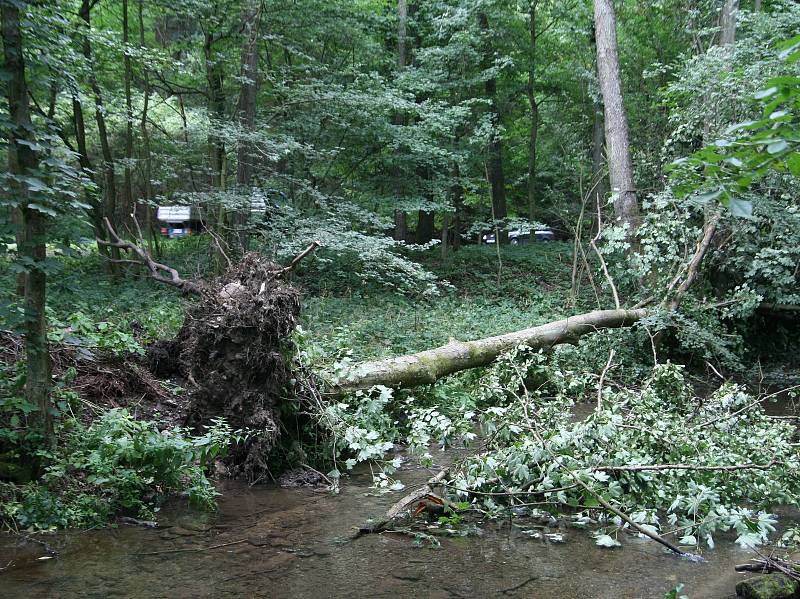 Cestu z Adamova ve směru na Křtiny lemují po bouřkách z minulého týdne vyvrácené stromy.