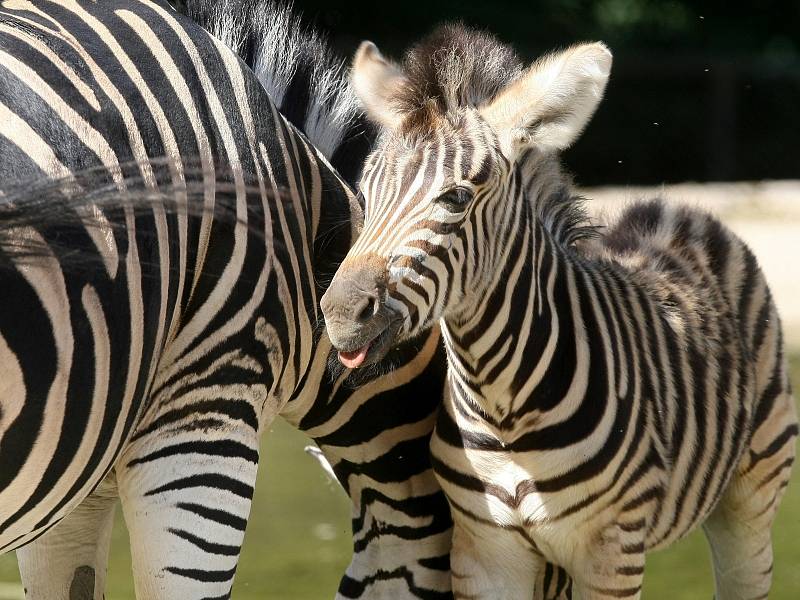 Samčí mládě zebry v brněnské zoo.