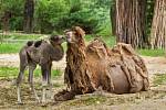 V brněnské zoo se rozrostla stáda. Narodila se mláďata velblouda a bizona.