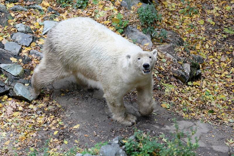 Lední medvědice Cora v brněnské ZOO.