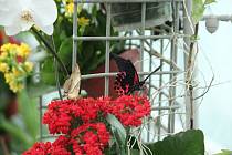 Ve skleníku Botanické zahrady Mendelovy univerzity jsou k vidění až do začátku léta tropičtí motýli, někteří z nich se stále líhnou.