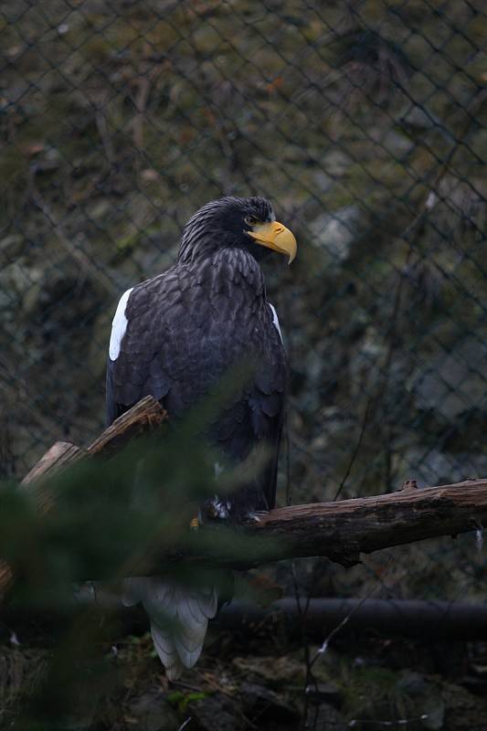 Zvířata z brněnské zoologické zahrady se dočkala novoročního krmení od dětí.