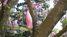 Jaro je tu a v plné kráse se předvádějí sedmikrásky, violky, magnolie i další květiny.