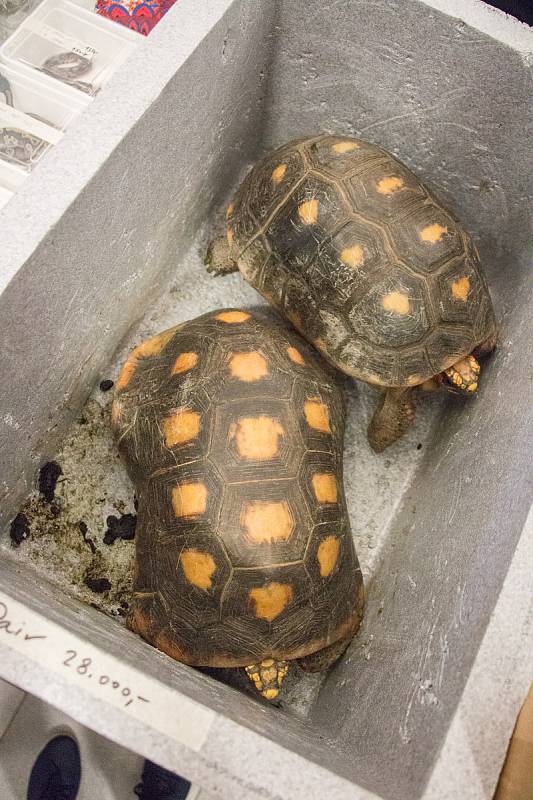 V Brně se konala tradiční terarijní burza Fauna Hobby. Lidé zde sehnali například ještěrky, hady či pavouky.