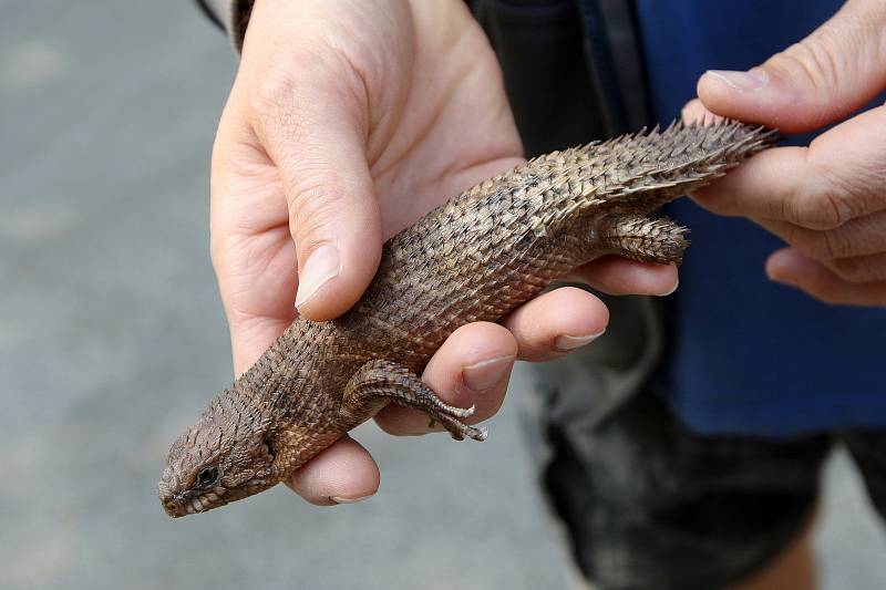 Ve speciálním teráriu se nově vyhřívají dvě egernie Stokesovy, které má brněnská zahrada jako jediná z českých zoo.