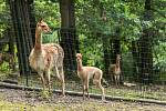 Dosud nejmladším členem brněnské zoo bylo mládě vikuně narozené před týdnem. Je osmým vikuním potomkem v Brně a současně vítaným rozšířením jejich stáda. 