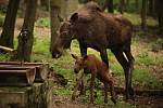 V Zoo Brno se narodilo losí mládě. Je to kluk