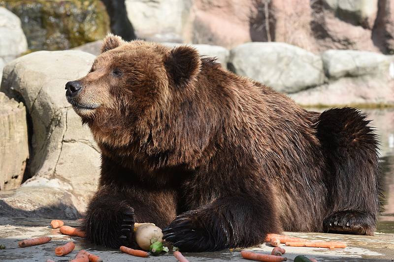 28.3.2020 - komentované krmení medvědice Kamčatky v brněnské zoologické zahradě