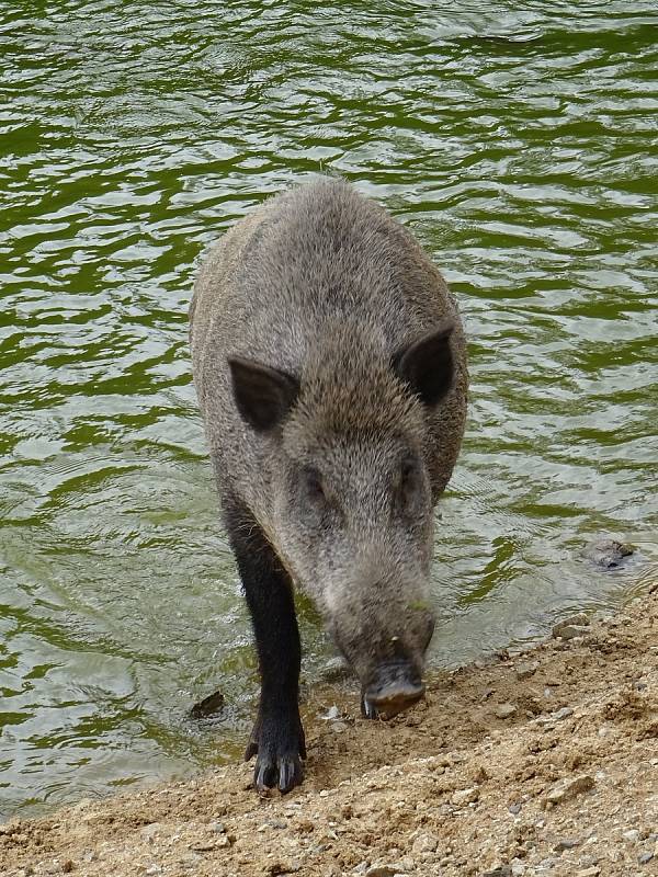 Obora Holedná nabízí příjemnou procházku i pohled na volně žijící zvířata.