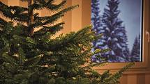 Z široké nabídky mohou letos vybírat milovníci přírodních vánočních stromků. Prodejci nabízí smrky, jedle i borovice