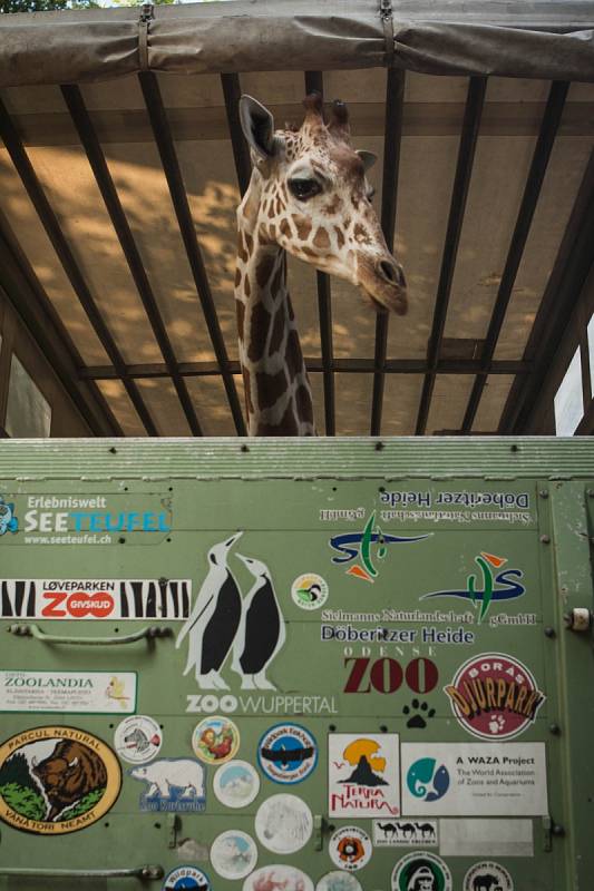 Žirafu Taziyah z brněnské zoo převezli do Mnichova.