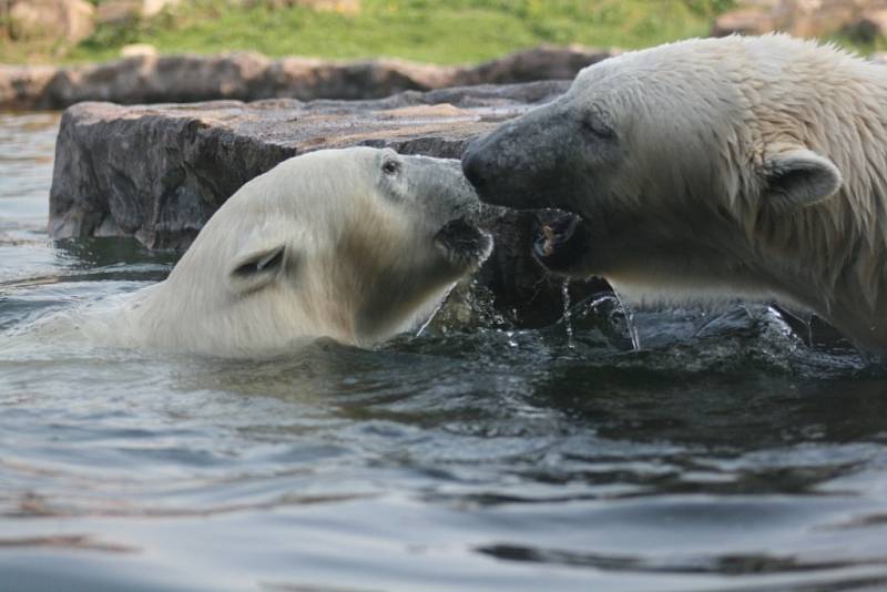 Lední medvěd Bill v Zoo Gelsenkirchen.