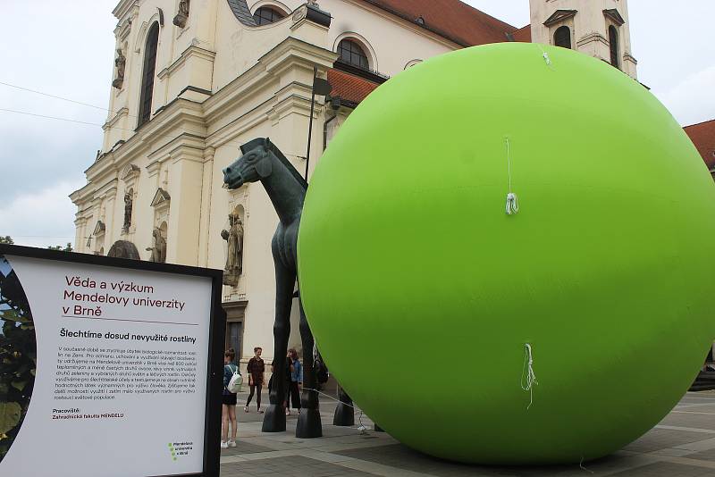 Obří zelený hrášek na Moravském náměstí. Kutálet se bude celým Brnem.