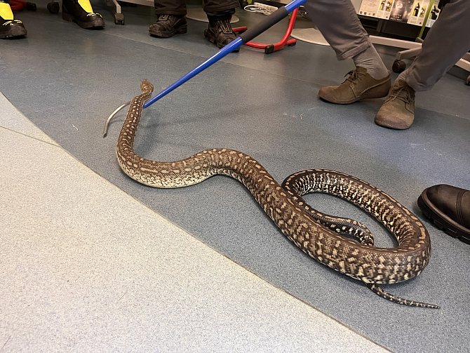 VIDEO: Odchytili jedovatou zmiji, zkrotili i kačera. Hasiči trénovali v Zoo Brno