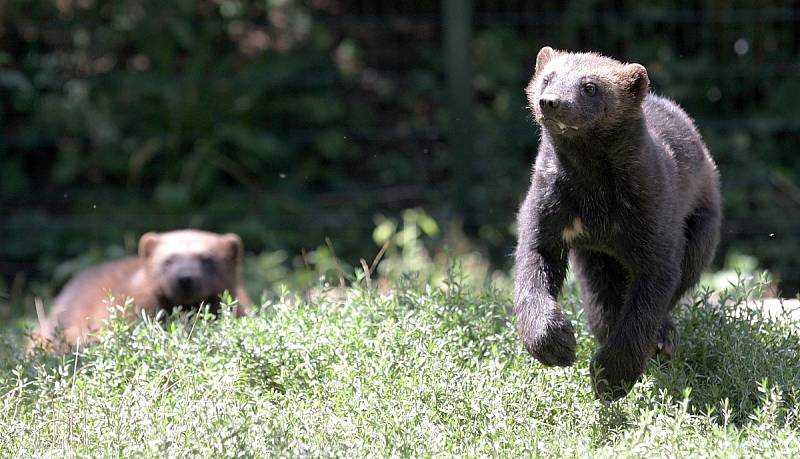 Pokřtěno. V sobotu v pravé poledne se sešlo několik desítek lidí v brněnské zoologické zahradě, aby přihlíželo dvojitému křtu. Medvědi i rosomáci v zoo se tak rozrostli o Bruna a Vasila.