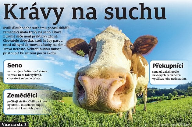 Seno nad zlato. Krávy nemají co jíst, krmí je slámou. Porážka je poslední  řešení - Deník.cz