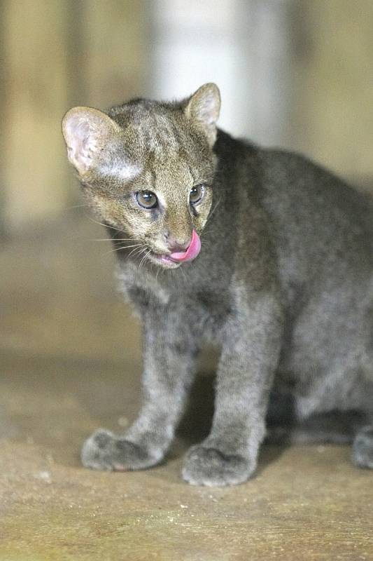 První úspěšný odchov mláděte šelmy jaguarundi v brněnské zoo v roce 2012. Letošního listopadu samice porodila další kotě. Zatím jej ale střeží tak žárlivě, že chovatelé o mláděti vědí jen to, že se narodilo.