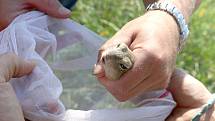 Brno a Břeclav 20.7.2020 - vypouštění syslů z brněnské Zoo na letišti v Břeclavi