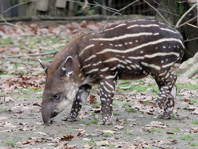 Tapírku Celstýnku pokřtili o víkendu v zoo.