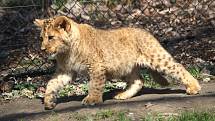 Lidé, kteří do zoo zavítají tuto neděli, si kromě pohledu na zvířata odnesou i zážitek z křestu dvojice lvích mláďat, který začíná ve dvě hodiny odpoledne.