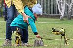 V areálu koupaliště na Kraví Hoře v Brně se v sobotu konaly skotské hry Monte Bú Highland Games 2017.