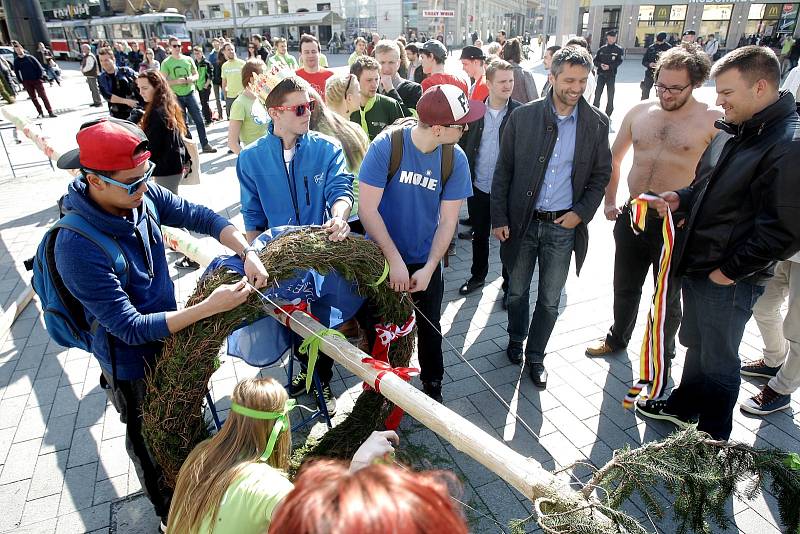 Stavbou tradiční májky zahájili studenti brněnských univerzit majálesové oslavy.
