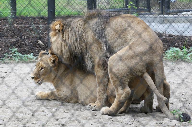 Zásnuby nových lvů v Brně? Seznamování Lolka a Kivu v brněnské zoo dopadlo podle chovatelů úspěšně. 