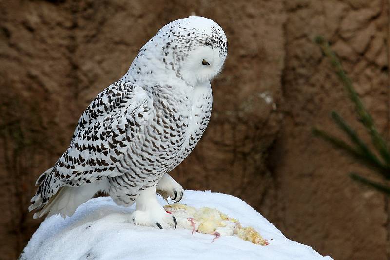 Zimní šampionát zvířat v brněnské ZOO -  sovice sněžní.