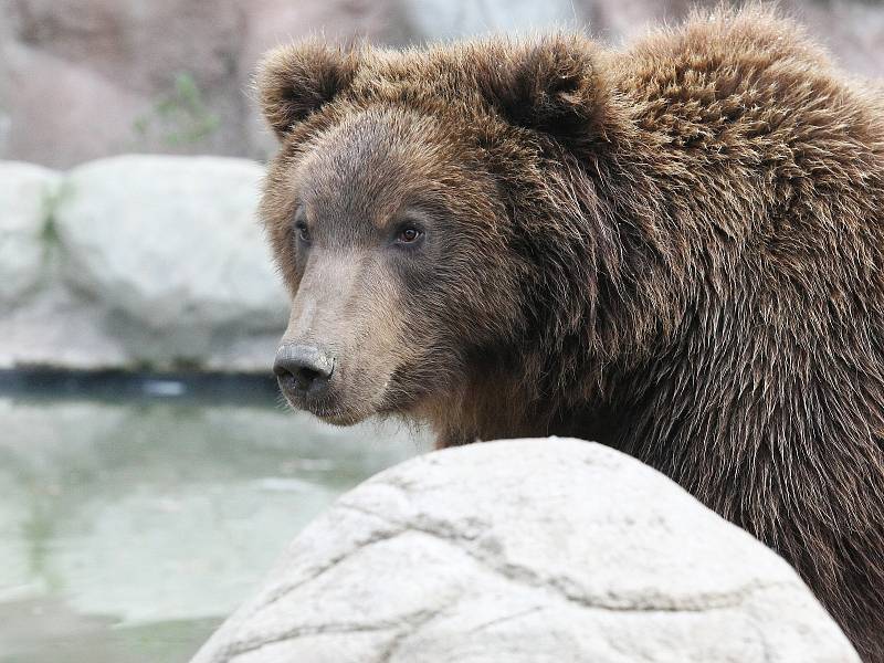 Medvíďata Kuba a Toby v brněnské zoo.