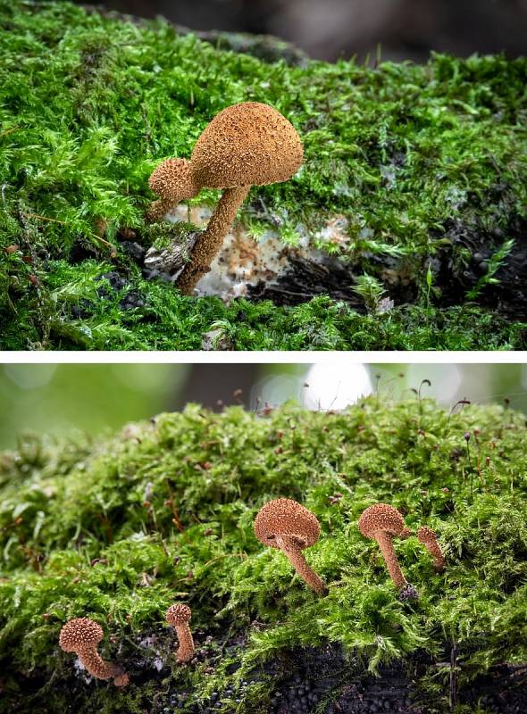 Na podzim lze najít v lesích v Mikroregionu Kahan na Brněnsku spoustu zajímavých hub. Na snímku je kržatka ostnitá.
