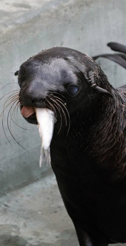 Lachtani v brněnské zoologické zahradě.