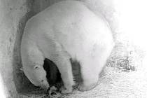 Lední medvědice Cora z brněnské zoologické zahrady porodila o víkendu jedno mládě.