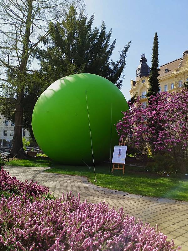 Obří hrášek v areálu botanické zahrady Přírodovědecké fakulty Masarykovy univerzity.