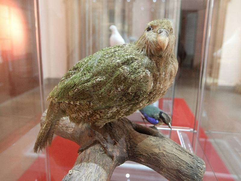 Exponáty, kterými se pyšní Moravské zemské muzeum v Brně, sbírali odborníci v pralesech i za polárním druhem. V následujícím měsíci se v souvislosti s dvoustým výročím návštěvníkům muzea představí právě zoologické oddělení.